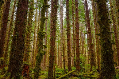 Forest Layers and Old Growth Forests